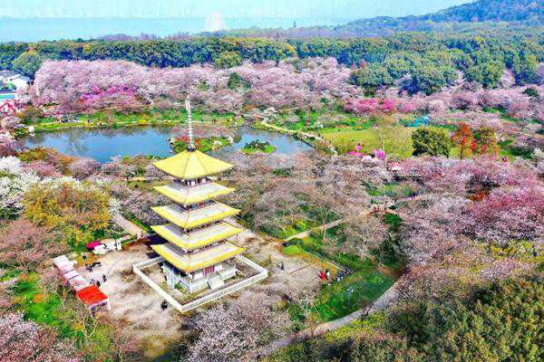 武汉东湖樱花园旅游攻略-门票价格-景点信息