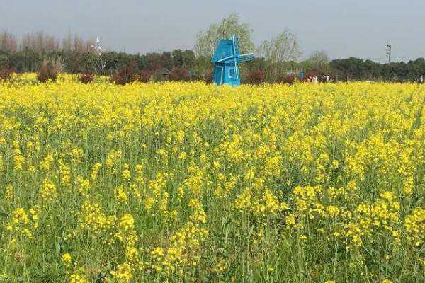 上海油菜花哪里好看 上海油菜花什么时候开