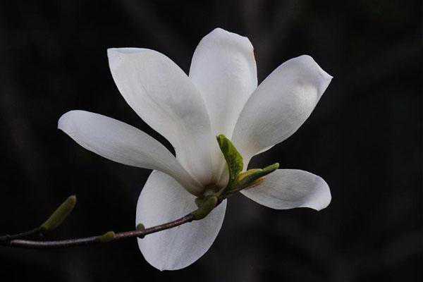 上海市花是什么花 上海赏白玉兰最好的地方